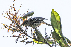 Arrowhead Warbler photo 1