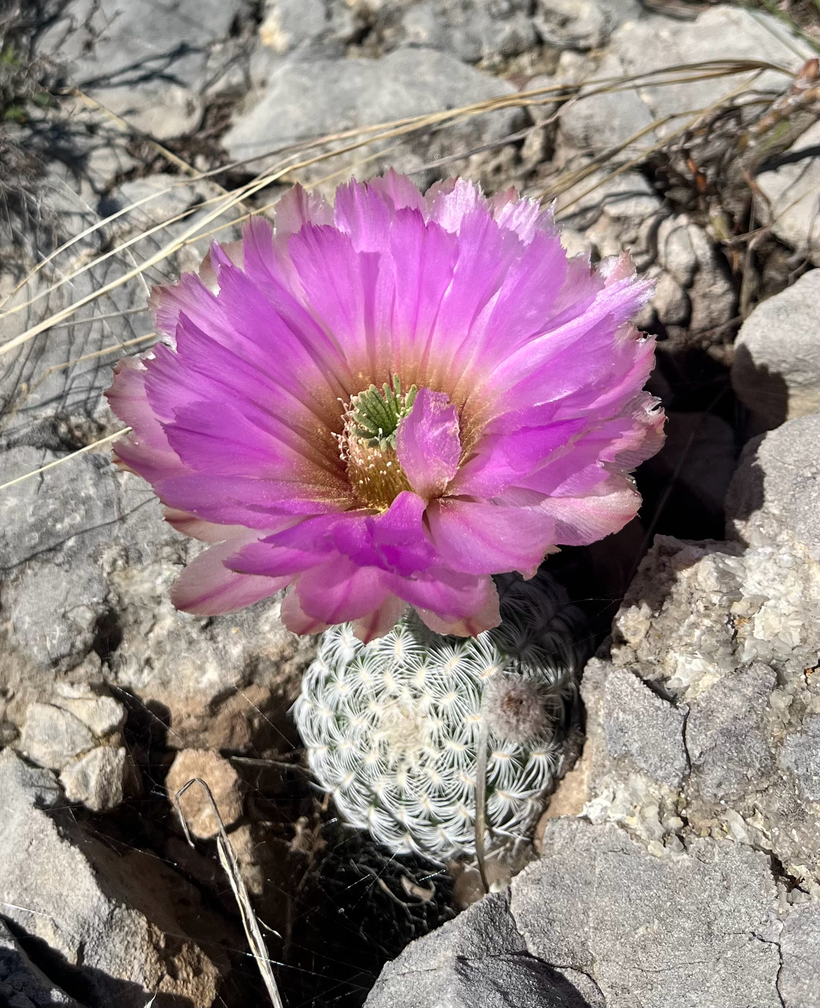Classen's Cactus (Echinocereus reichenbachii)