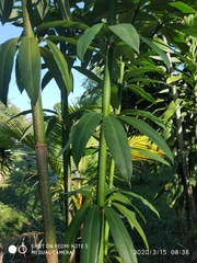 Alstonia