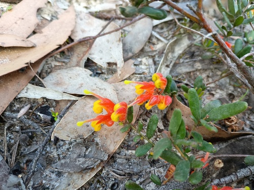 Mountain Grevillea (Grevillea alpina)