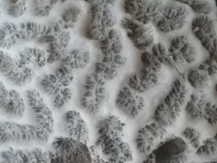 Pseudodiploria clivosa