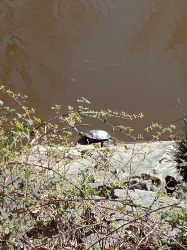 Trachemys scripta