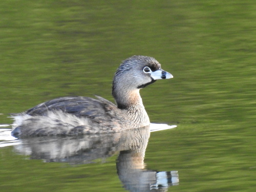 Zampullín picogrueso (Podilymbus podiceps)