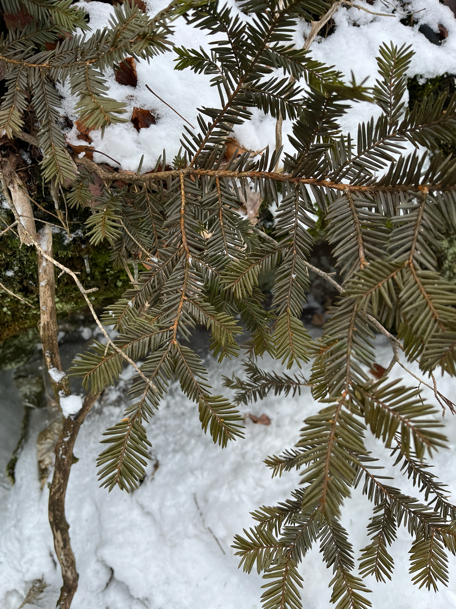 Canadian Yew (Taxus canadensis)