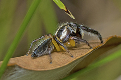 Mopsolodes australensis