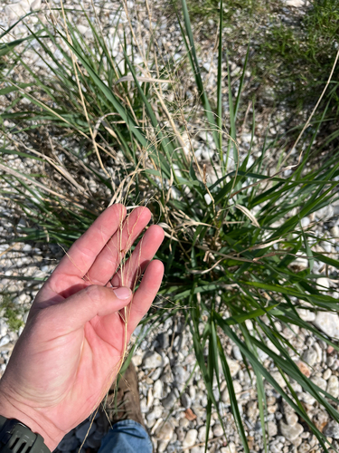 Switchgrass (Panicum virgatum)