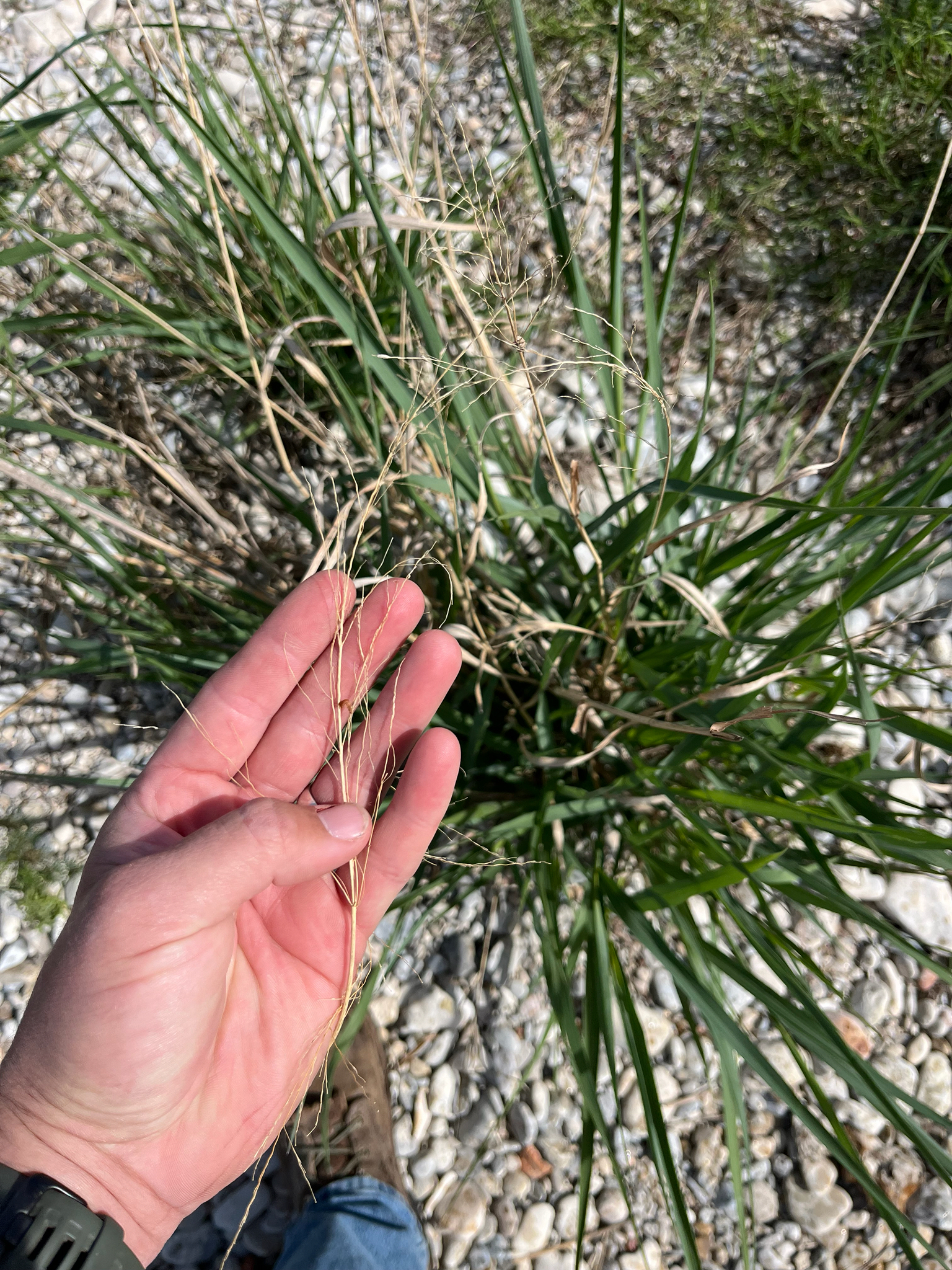 Switchgrass (Panicum virgatum)