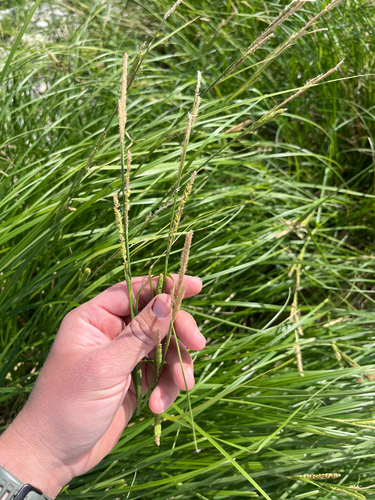 Emory's sedge (Carex emoryi)
