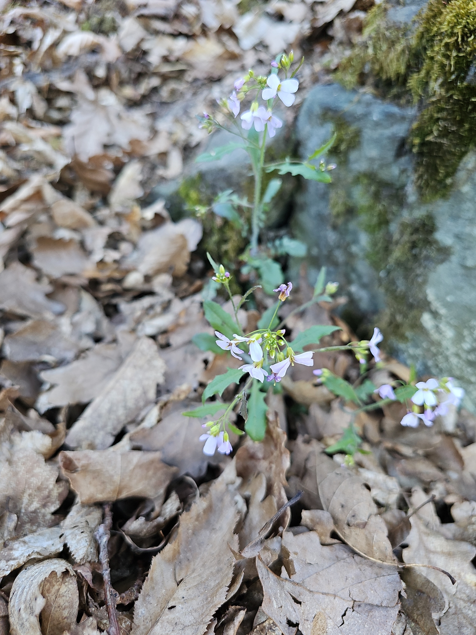 Sand Rock-Cress (Arabidopsis arenosa)