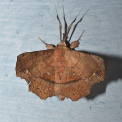 Syllectra