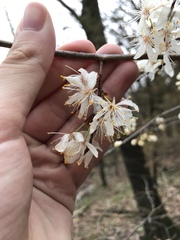 Prunus munsoniana