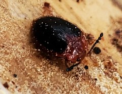 Stenotarsus hispidus