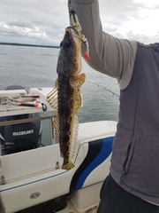 Platycephalus laevigatus