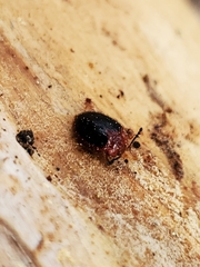 Stenotarsus hispidus