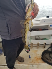 Platycephalus laevigatus