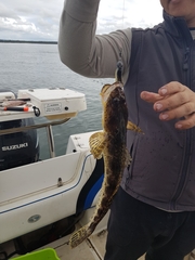 Platycephalus laevigatus