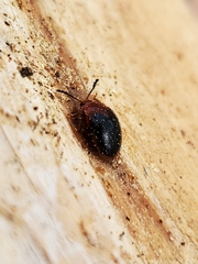 Stenotarsus hispidus