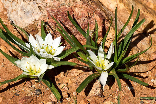 Colchicum gramineum