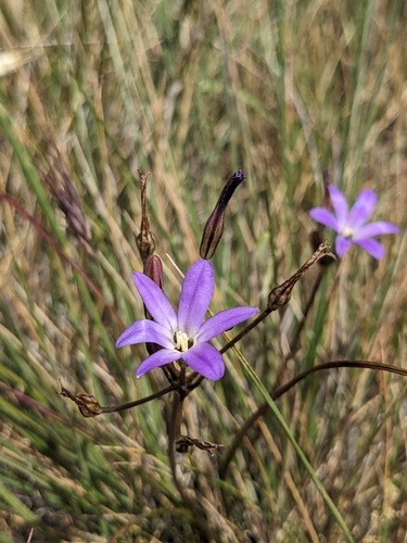 thread-leaved brodiaea (Brodiaea filifolia)