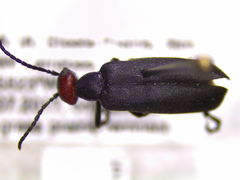 Epicauta atrata