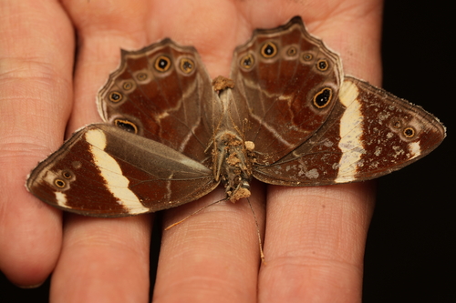 Banded Treebrown