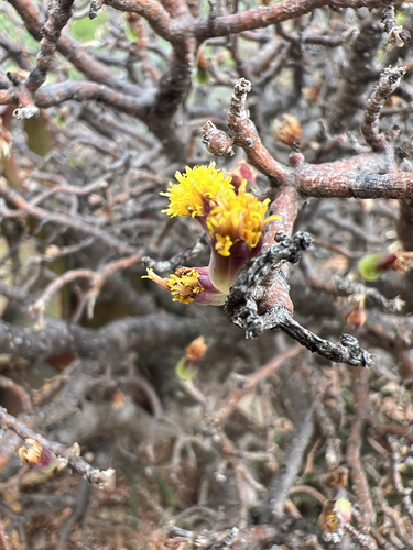 Traap Babooncabbage (Othonna arbuscula)