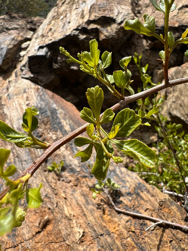 Namaqua Kuni Bush (Searsia undulata)