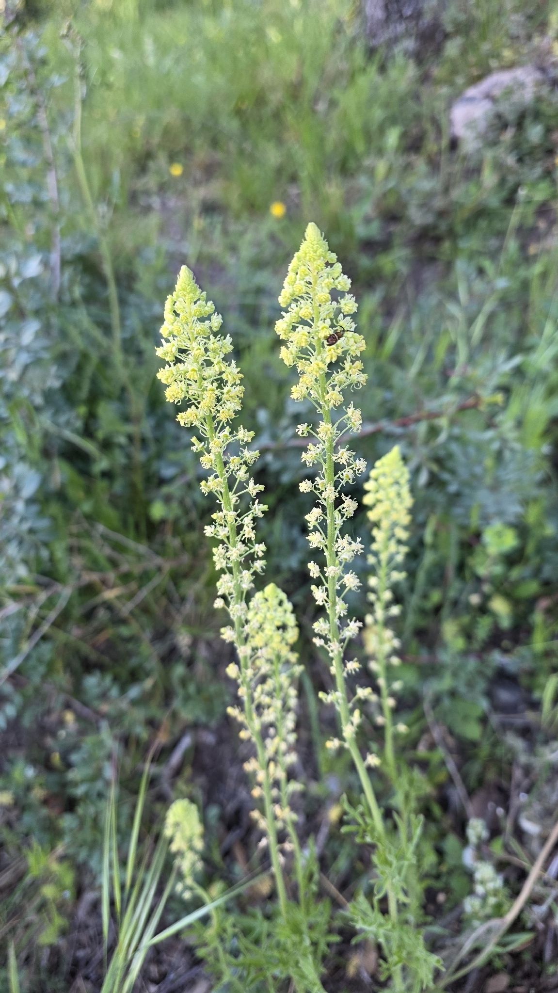 Yellow Mignonette (Reseda lutea)