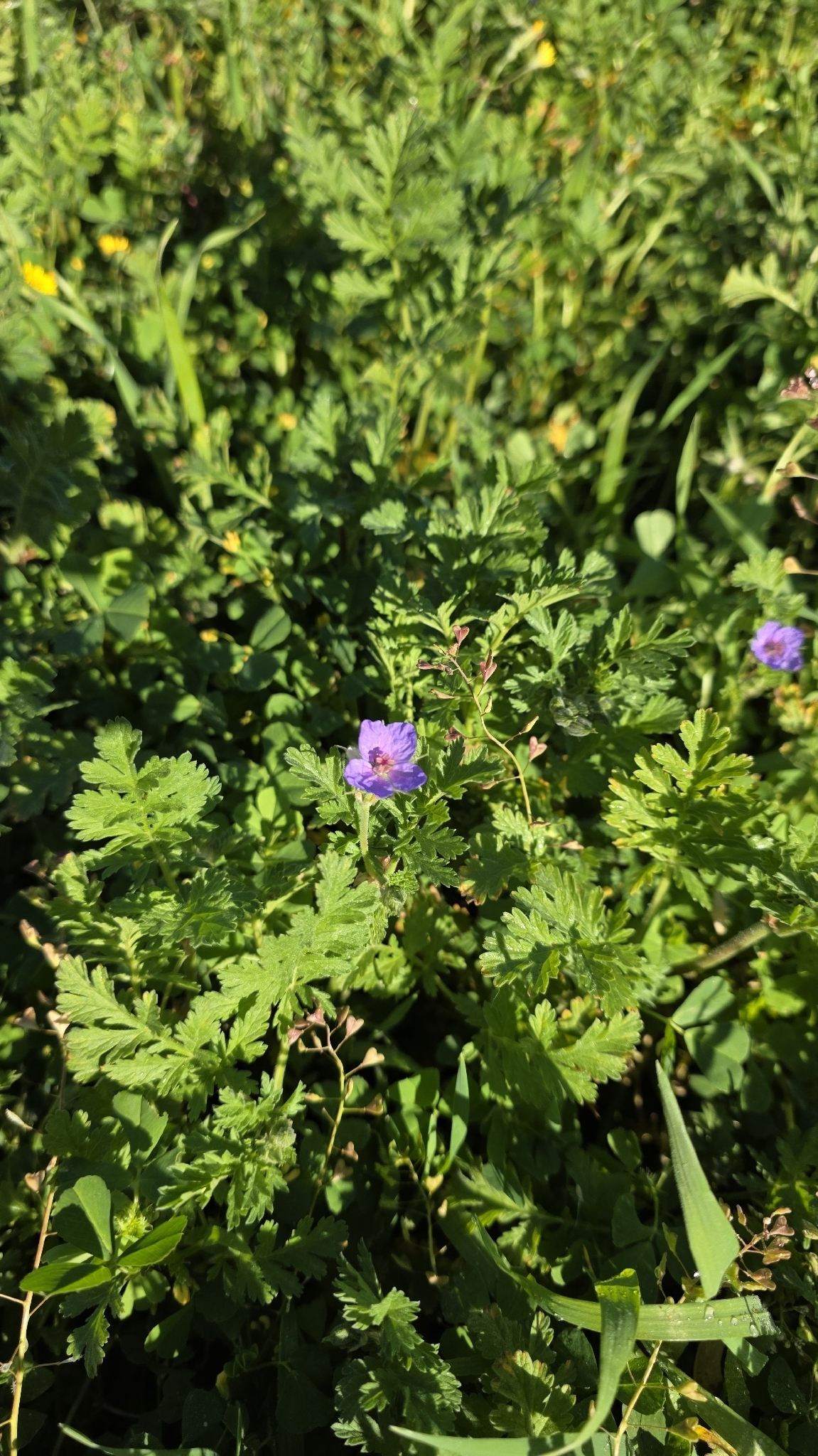 Common Stork's Bill (Erodium ciconium)