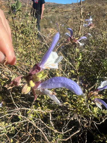 Rough blue sage (Salvia chamelaeagnea)