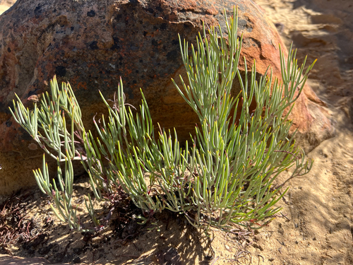 Cederberg spearleaf storksbill (Pelargonium laevigatum)