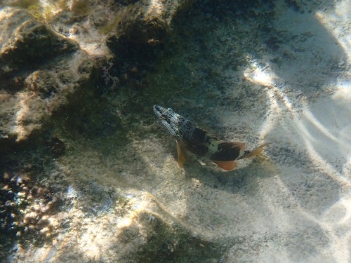 Serranus papilionaceus