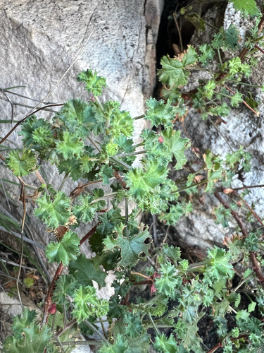 Rose-camphor Storksbill (Pelargonium englerianum)