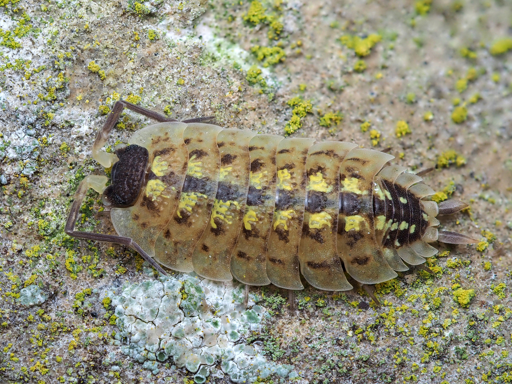 Brickwork Woodlouse