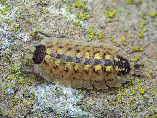 Brickwork Woodlouse, photo 2 of 10