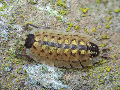 Brickwork Woodlouse