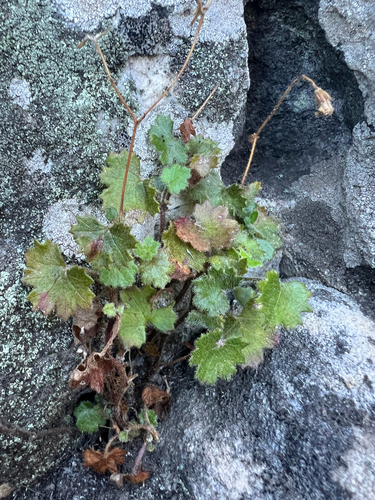Long Storksbill (Pelargonium elongatum)