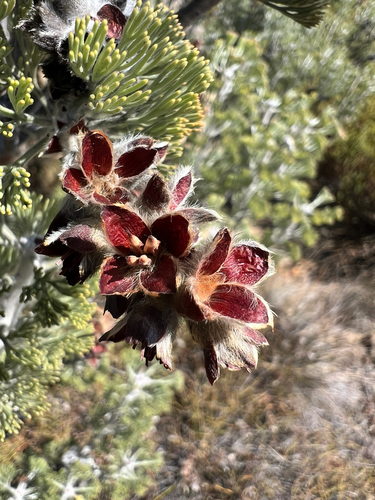 Hairyleaf Sceptre (Paranomus tomentosus)
