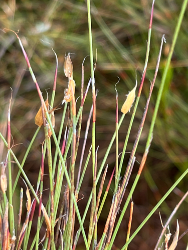 Anthochortus ecklonii (Anthochortus ecklonii)