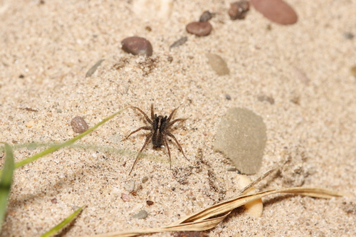 Spotted Wolf Spider, Ooij, Nederland, photo 10 of 10