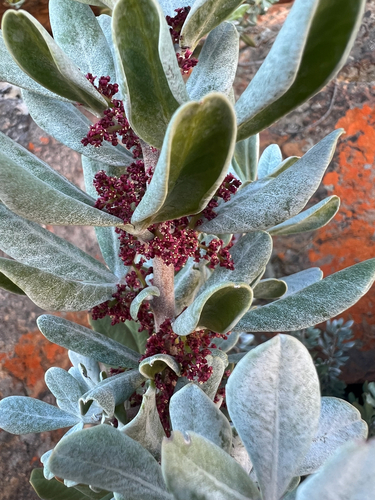 Redflower Currentrhus (Searsia scytophylla)