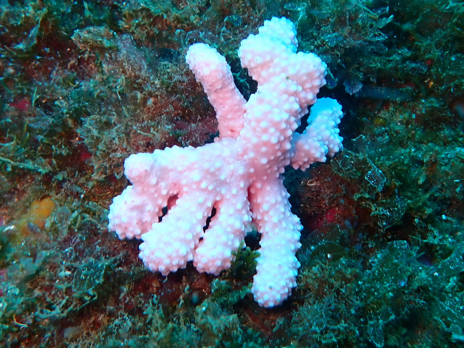 Alcyonium acaule Marion, 1878