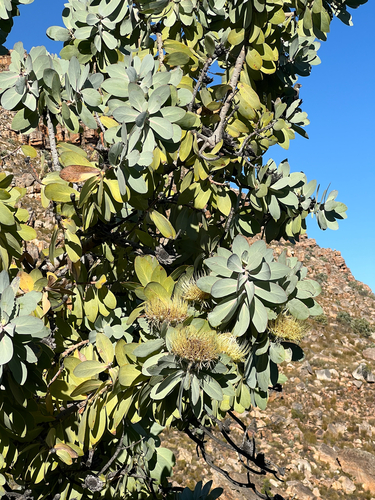 Wagon Tree (Protea nitida)