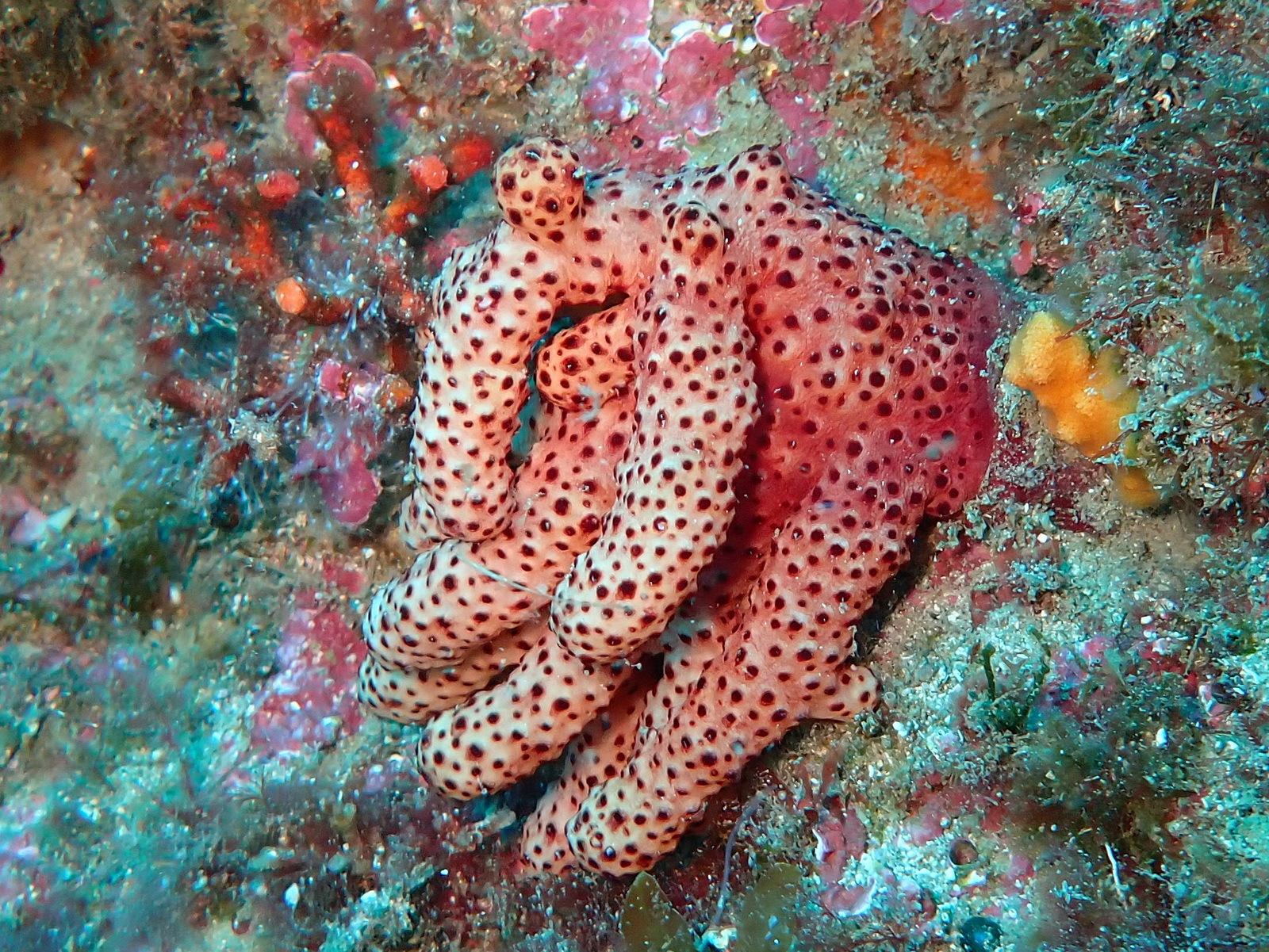 Alcyonium acaule Marion, 1878