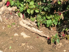 Sceloporus occidentalis