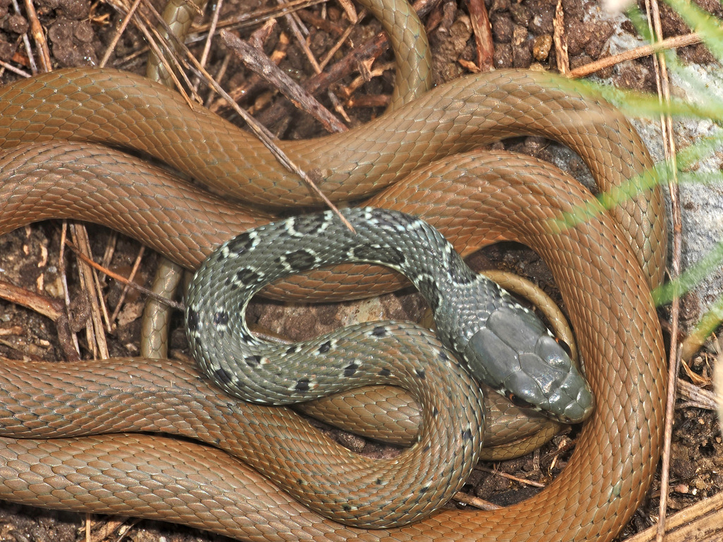 Platyceps