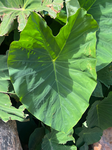 Taro (Colocasia esculenta)