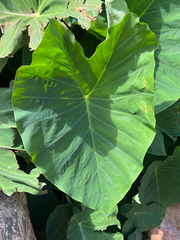 Taro (Colocasia esculenta)