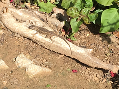 Sceloporus occidentalis