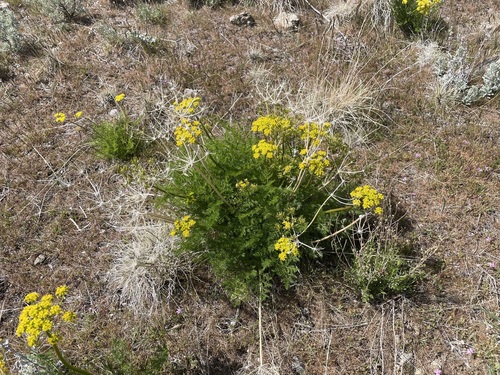 gray's lomatium (Lomatium grayi)